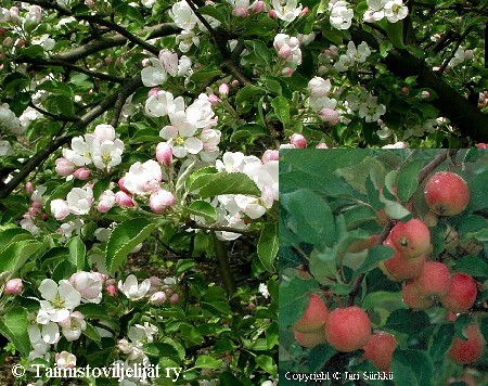 Malus Prunifolia-Ryhm 'Erstaa'
